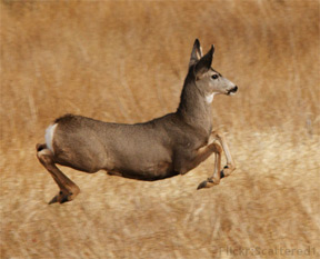 Stotting Mule Deer